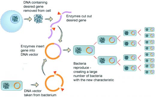DNA Techniques in Biotechnology - Recombinant DNA ... diagram of stages of genetic engineering 